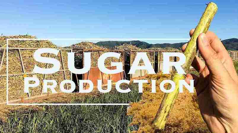 Refine India Sugar Grades